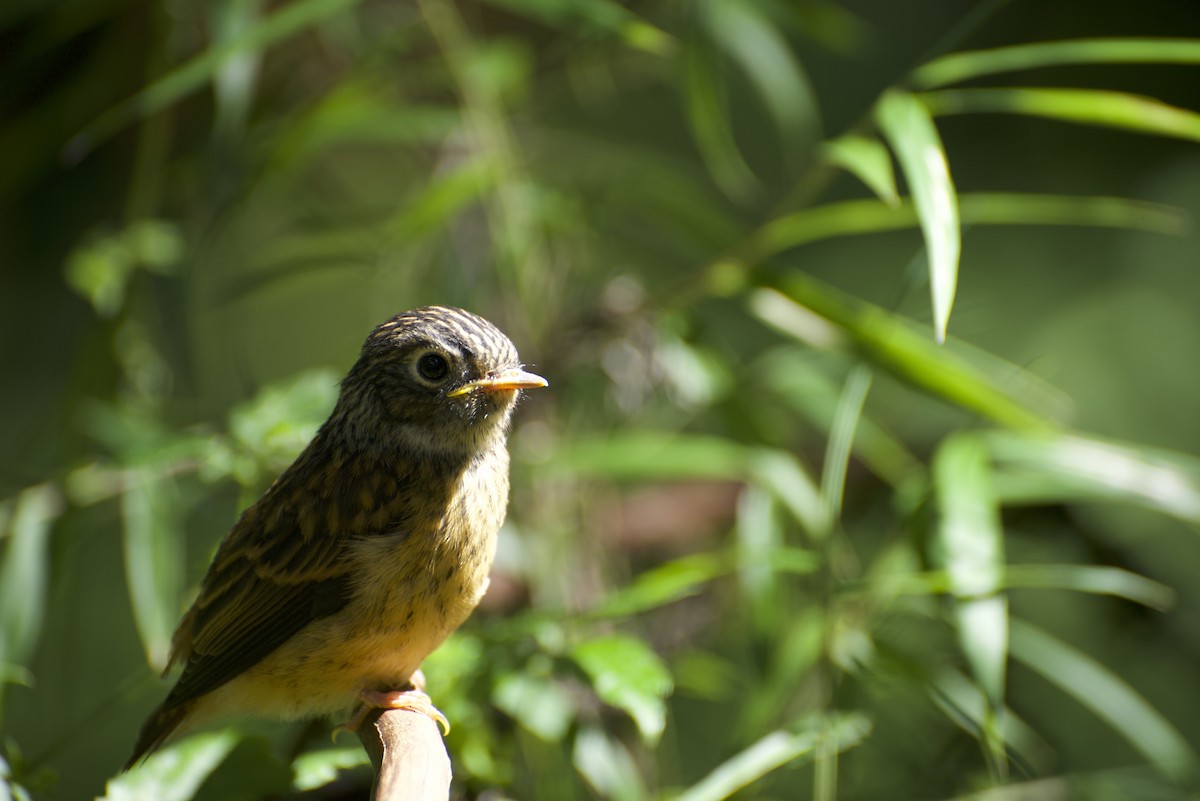 Ferruginous Flycatcher - ML621595158