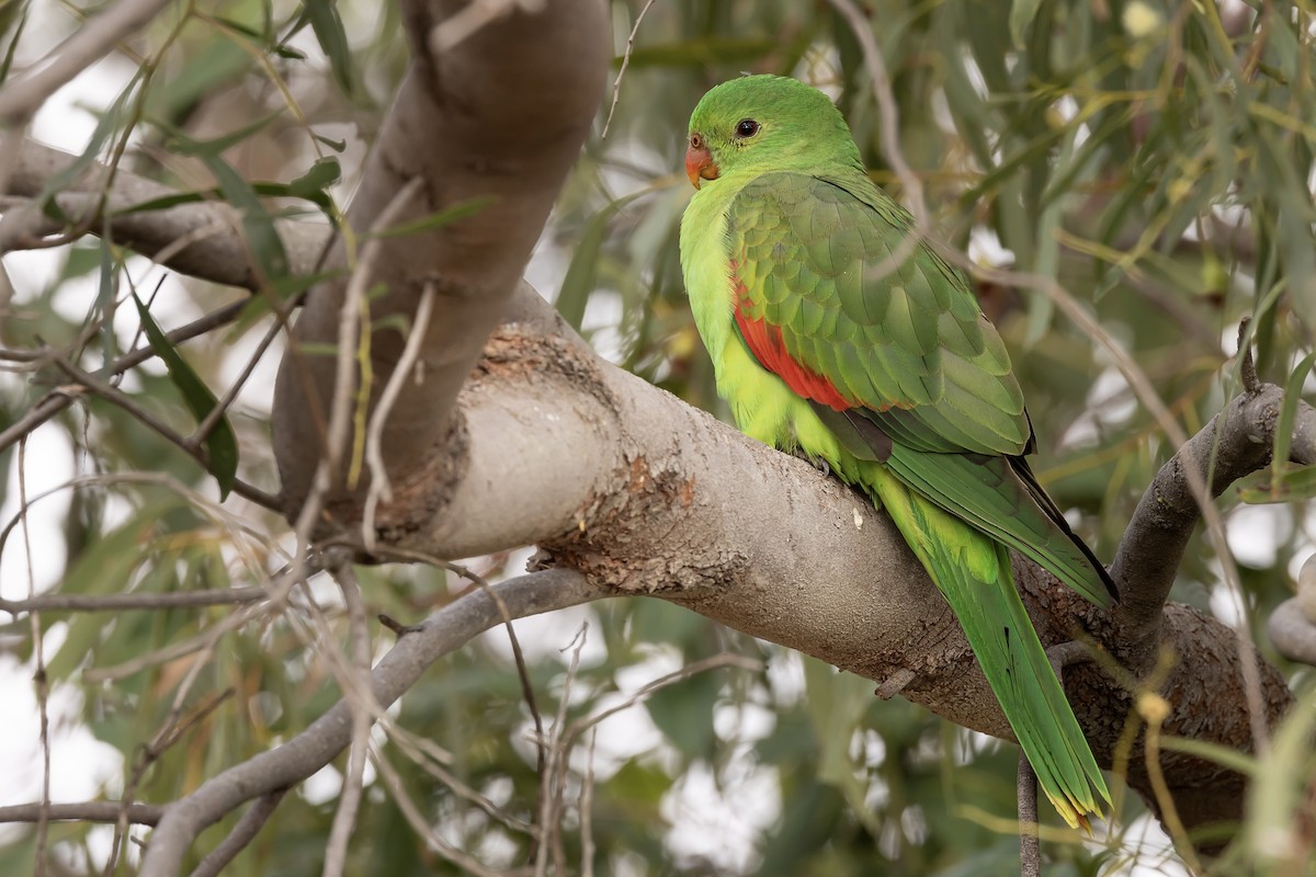 Red-winged Parrot - ML621595278