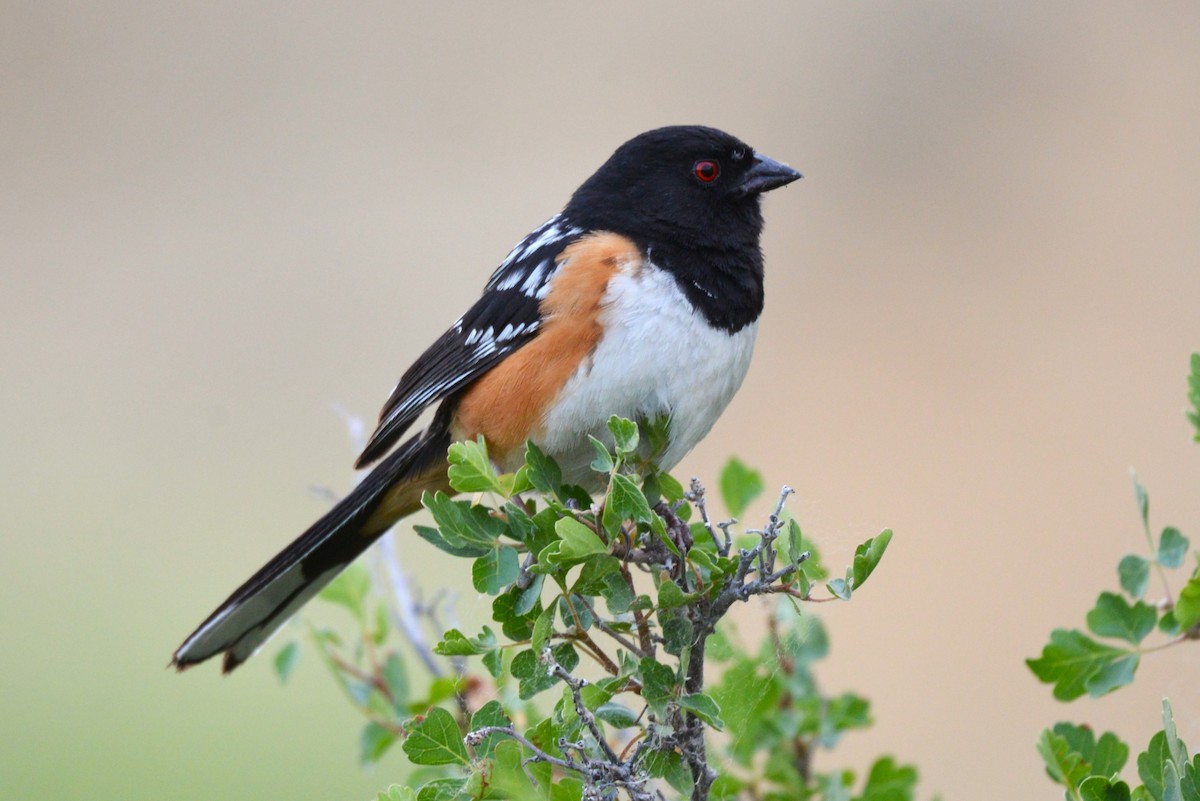 Spotted Towhee - ML621595287