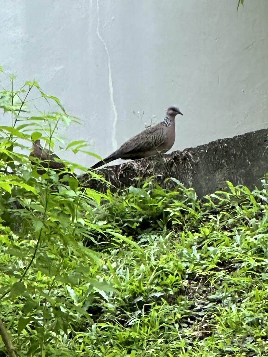 Spotted Dove - ML621595288