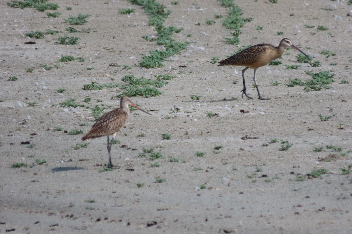 Long-billed Curlew - ML621595290