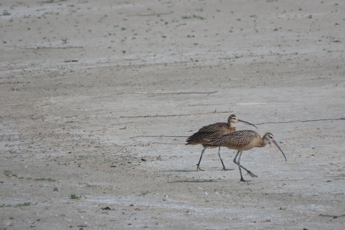 Long-billed Curlew - ML621595297