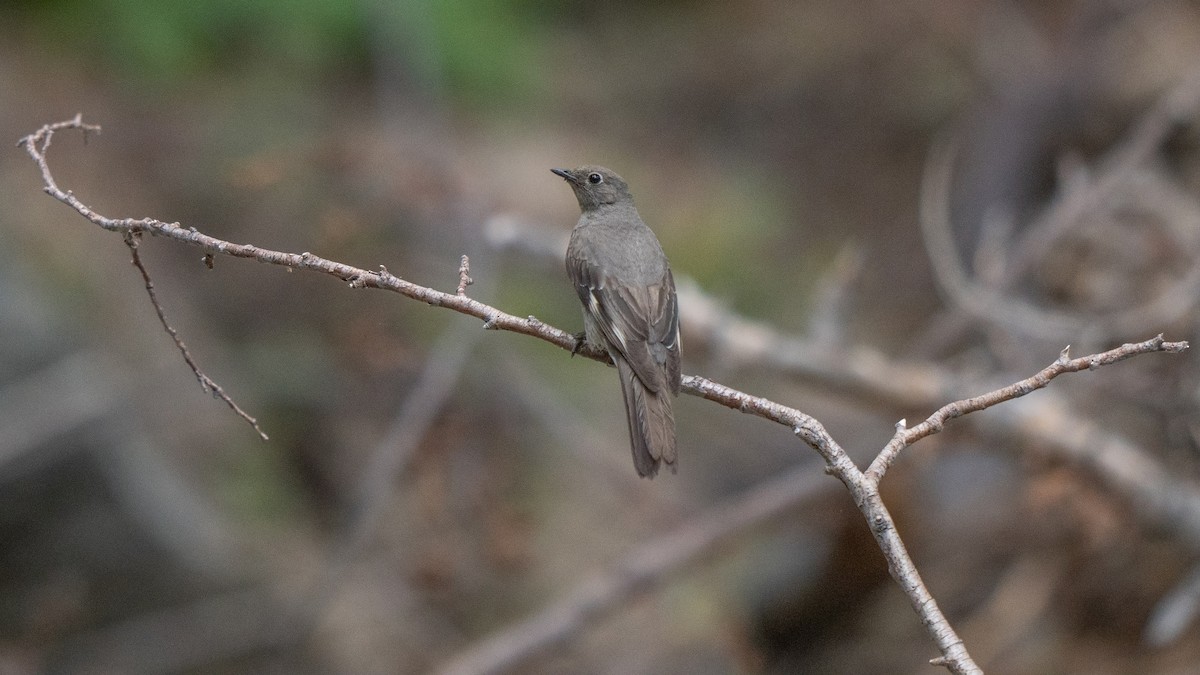 Townsend's Solitaire - ML621595360