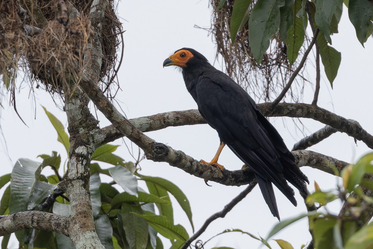 Caracara noir - ML621595423