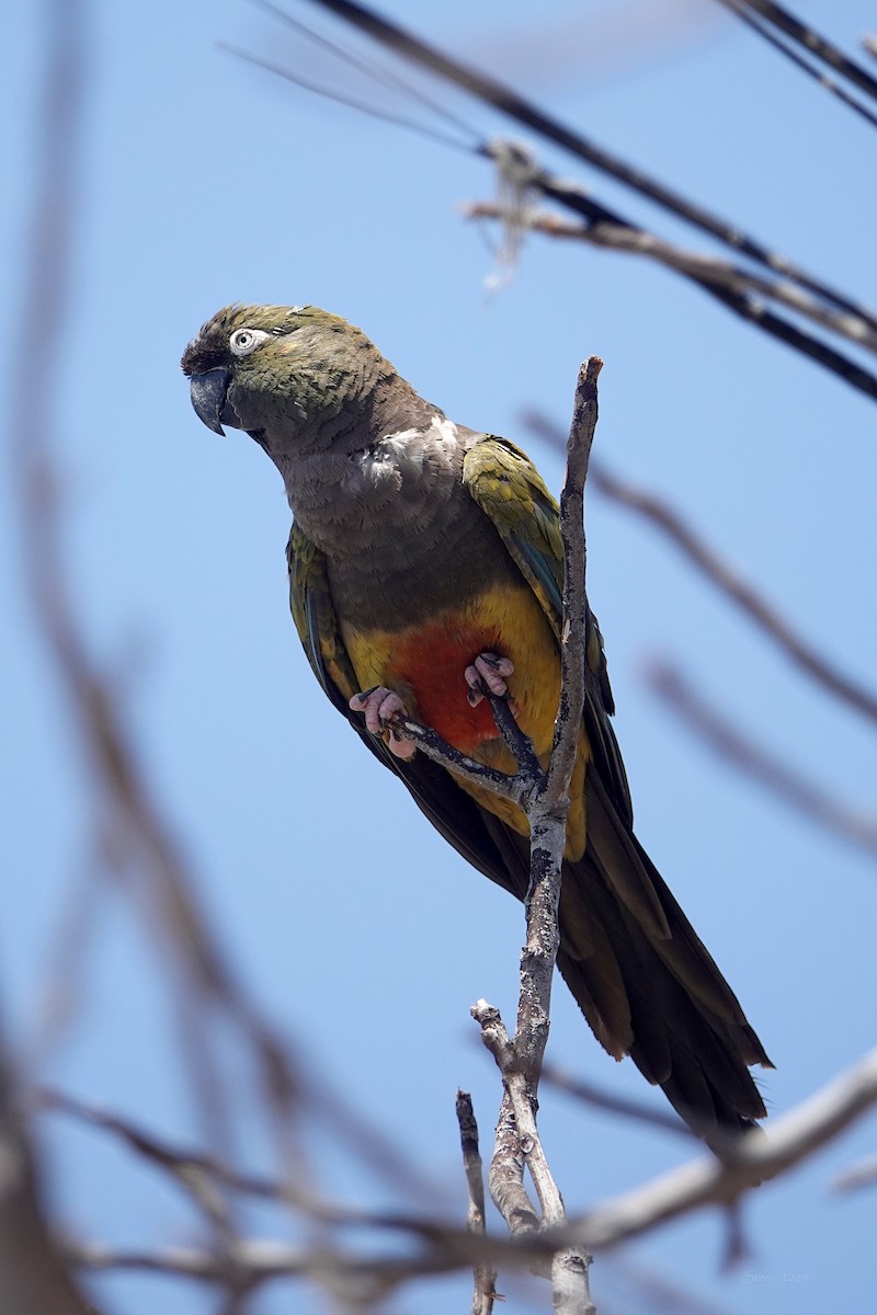 Patagonya Papağanı - ML621595472