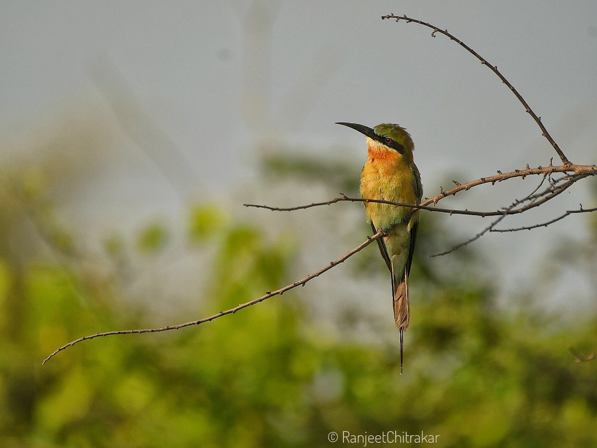 Blue-tailed Bee-eater - ML621595550