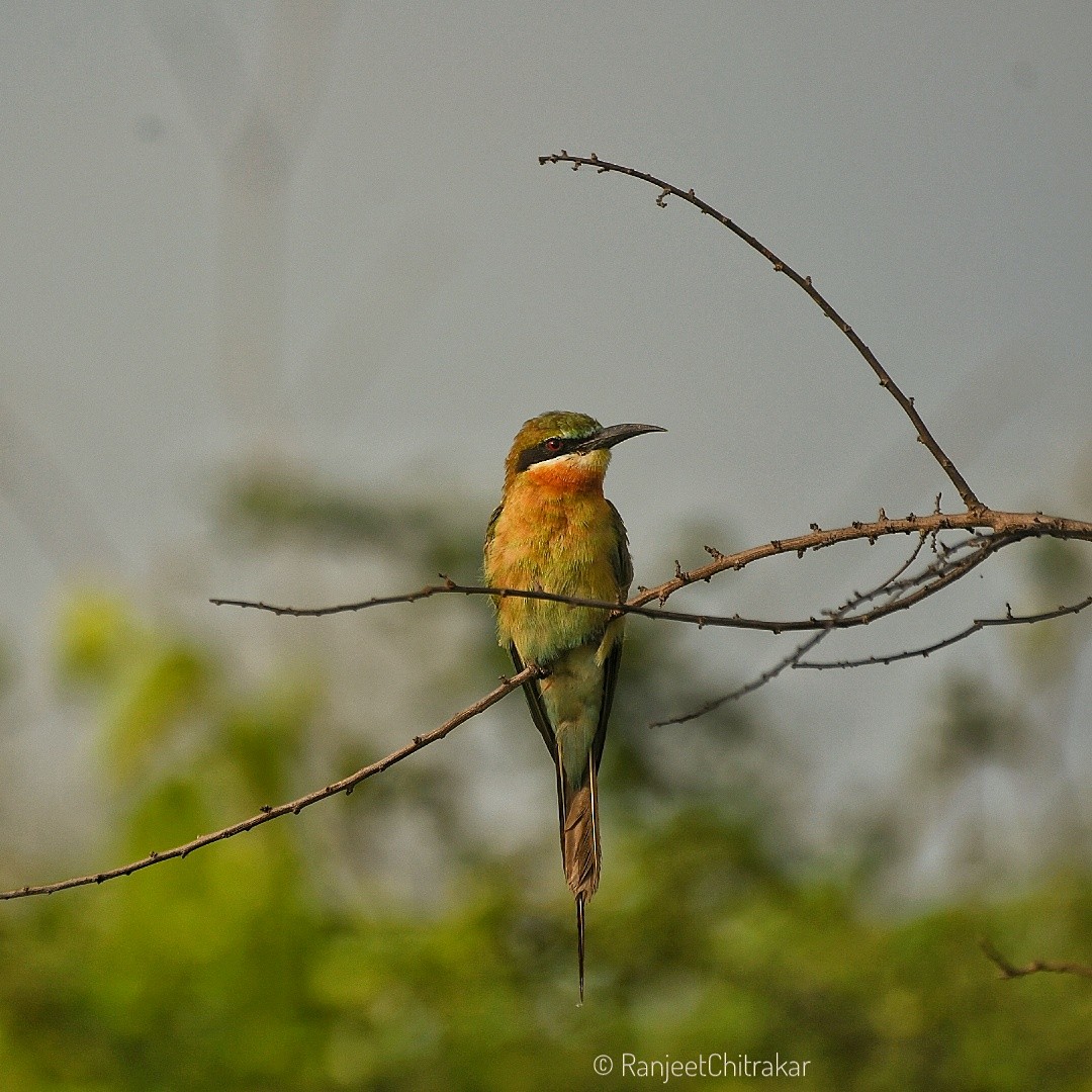 Blue-tailed Bee-eater - ML621595551