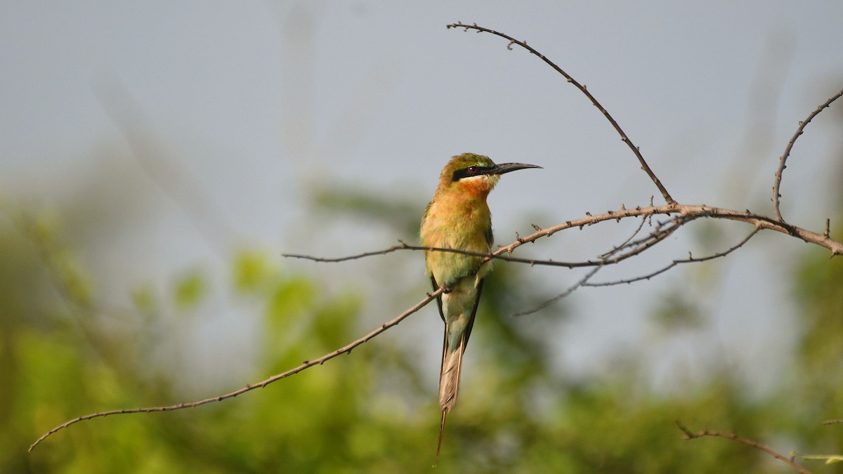 Blue-tailed Bee-eater - ML621595552