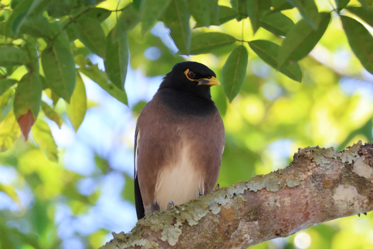 Common Myna - ML621595553