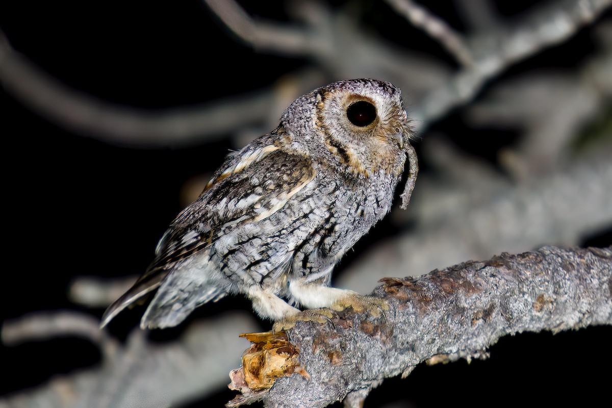 Flammulated Owl - ML621595570