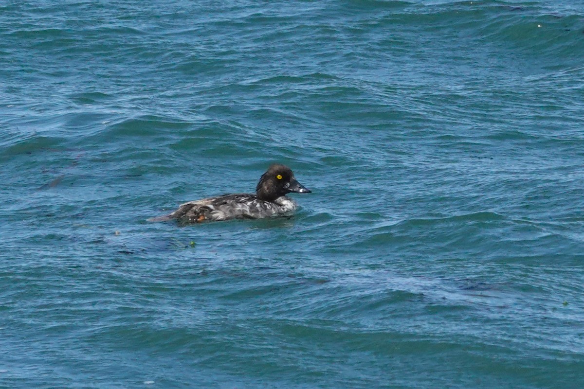 Common Goldeneye - ML621595573