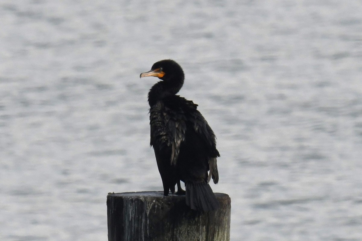 Double-crested Cormorant - ML621595641