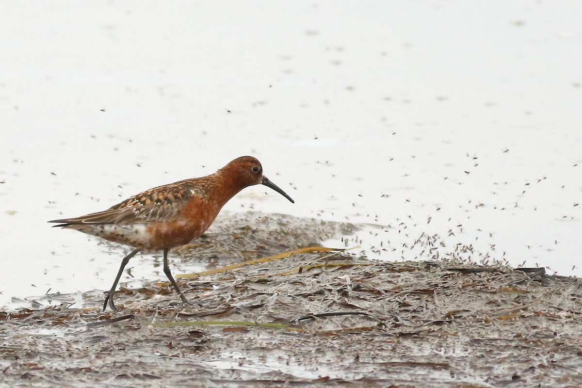 Curlew Sandpiper - ML621595656