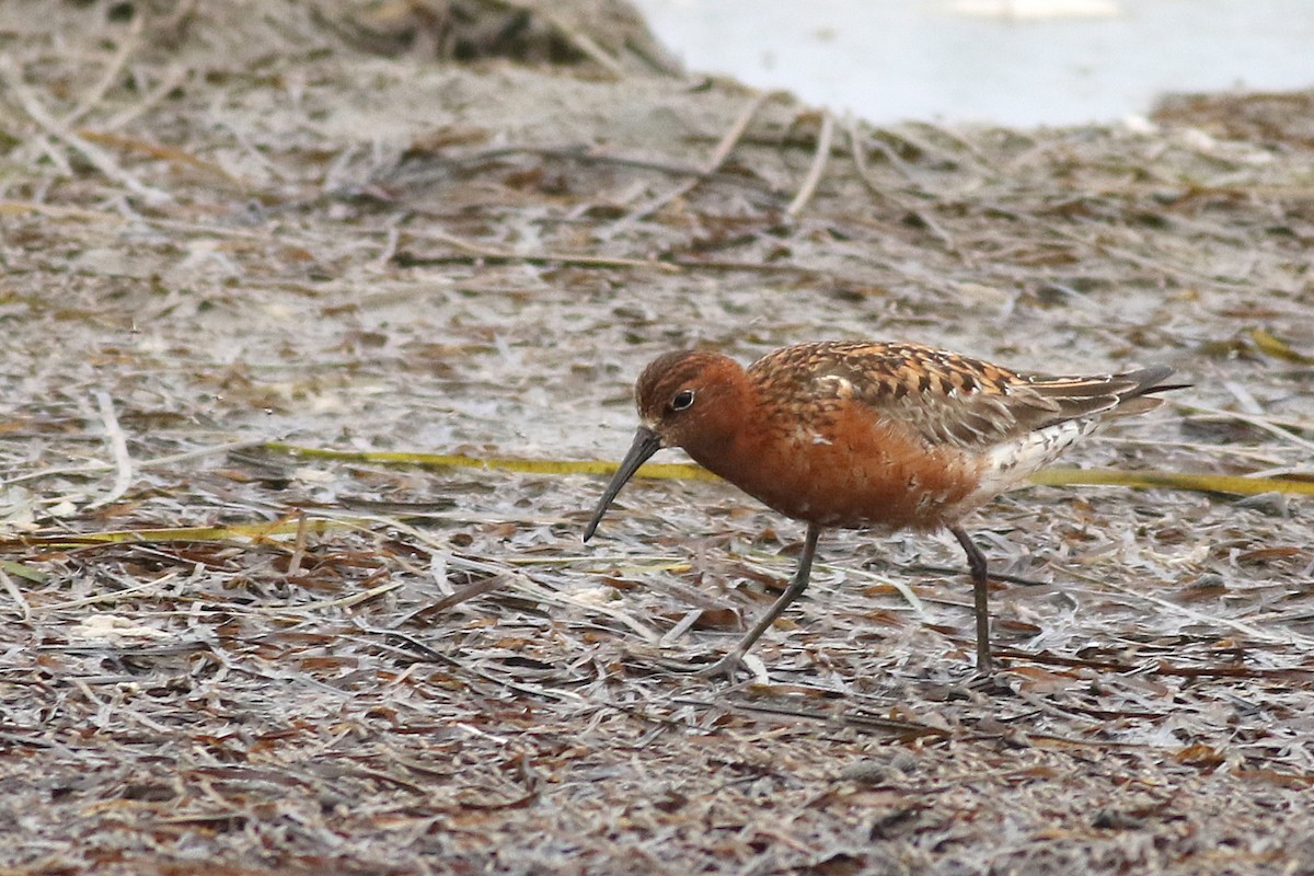 Curlew Sandpiper - ML621595659