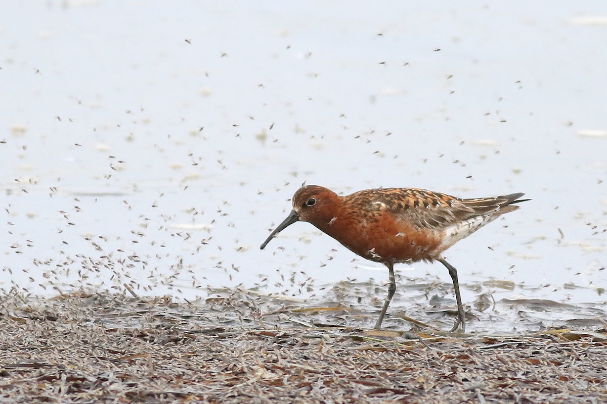 Curlew Sandpiper - ML621595663