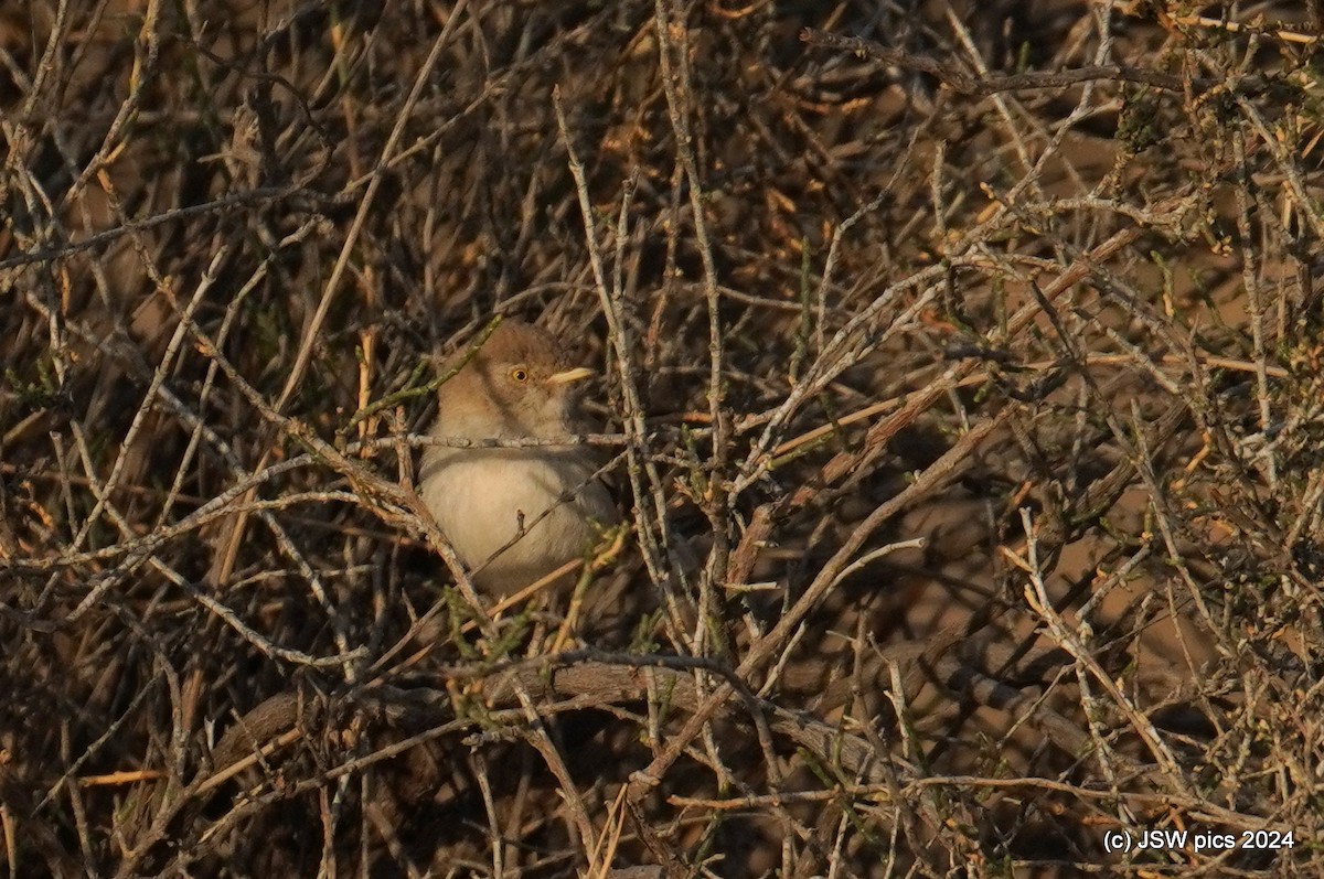 Asian Desert Warbler - Jaswinder Waraich