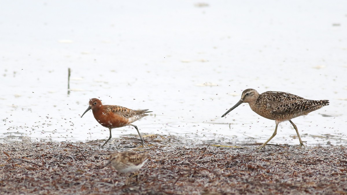 Curlew Sandpiper - ML621595666