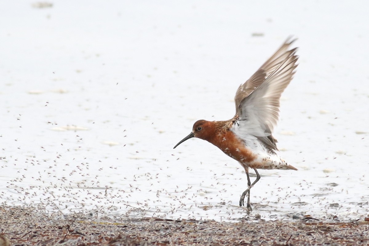 Curlew Sandpiper - ML621595668