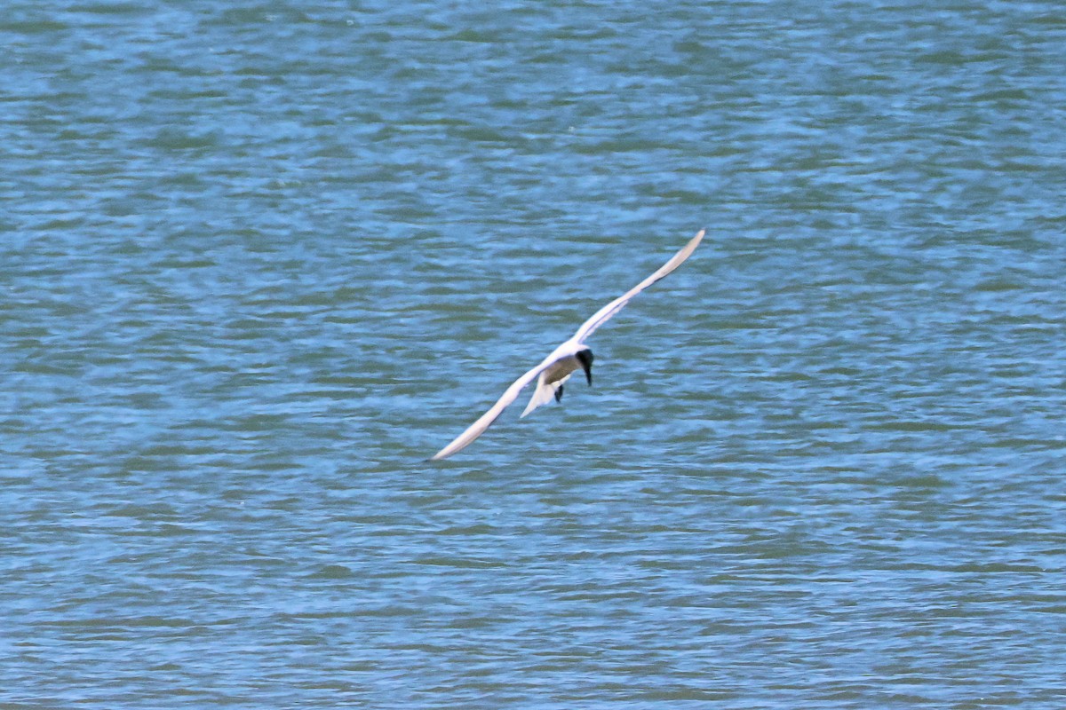Australian Tern - ML621595682