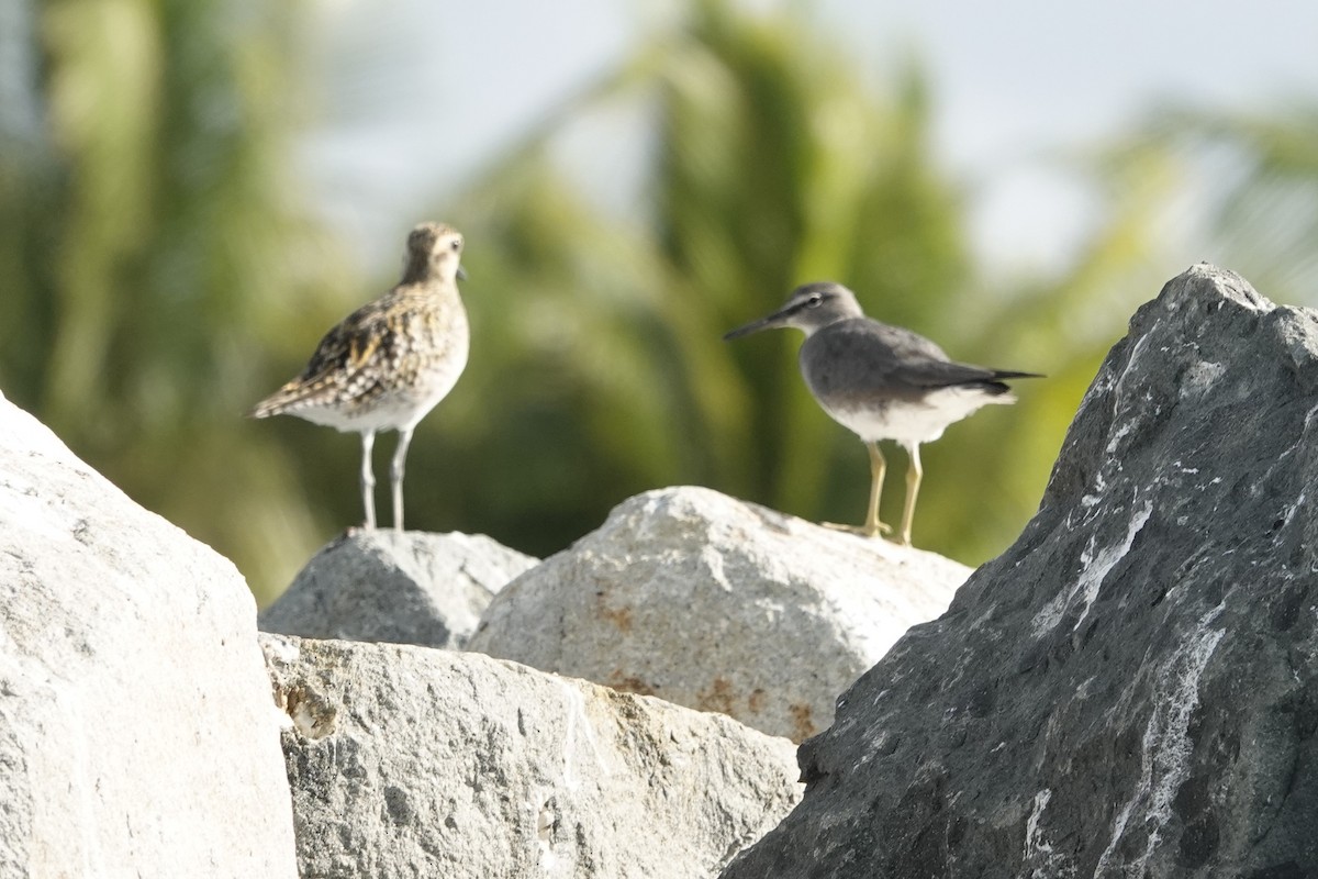 Wandering Tattler - ML621595690