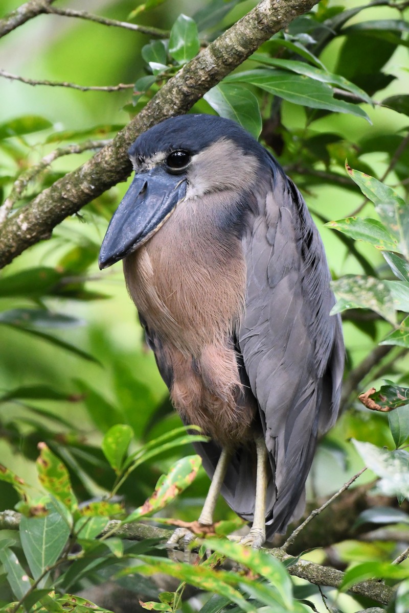 Boat-billed Heron - ML621595743