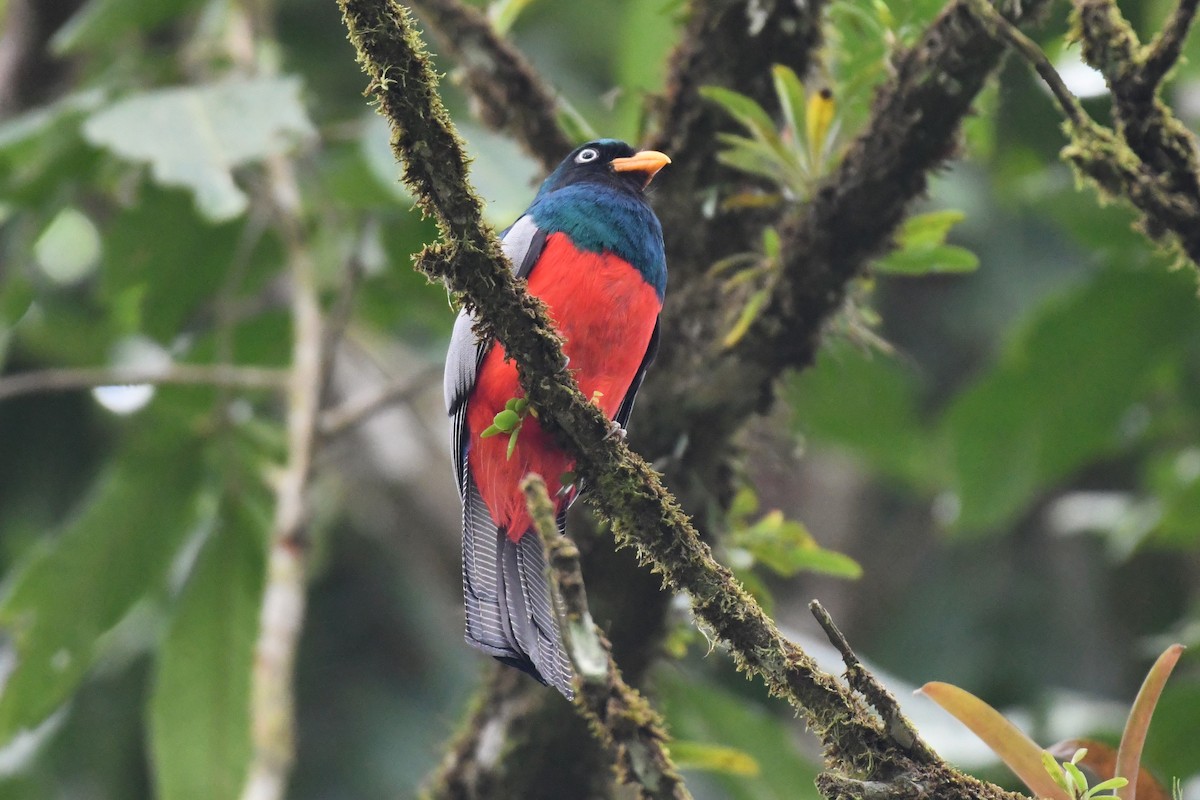 trogon mřížkoocasý - ML621595782