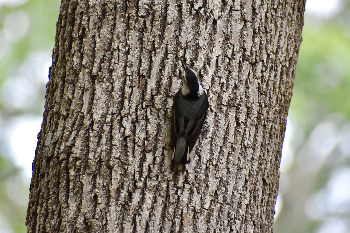 White-breasted Nuthatch - ML621595857