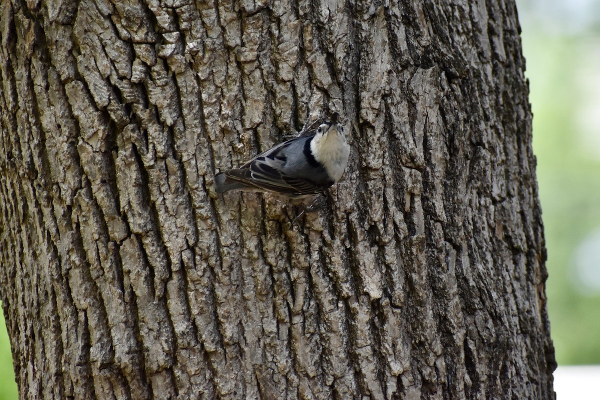 White-breasted Nuthatch - ML621595858