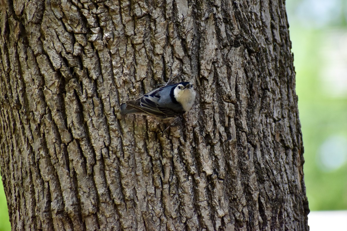 White-breasted Nuthatch - ML621595859