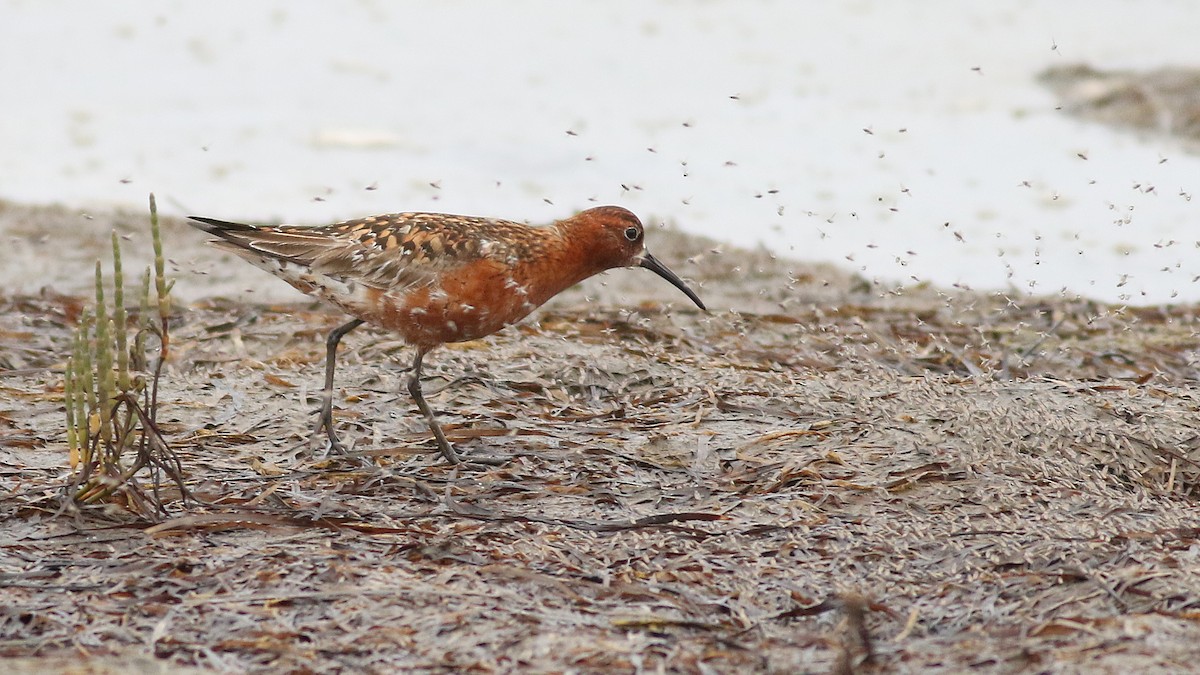 Curlew Sandpiper - Matt Sadowski