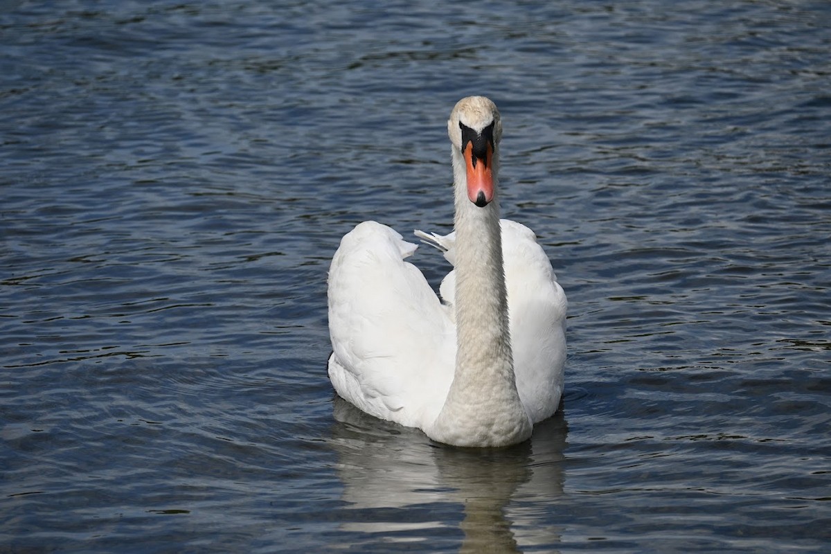 Cygne tuberculé - ML621595972