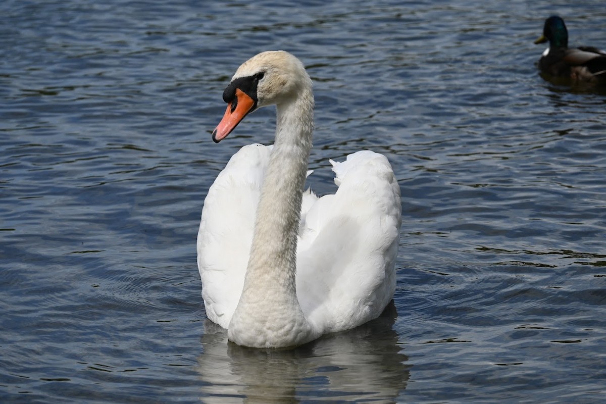 Cygne tuberculé - ML621595973