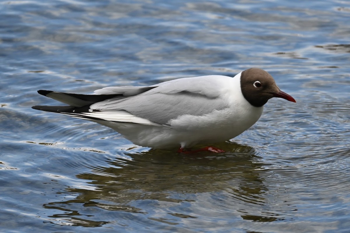 Black-headed Gull - ML621595976