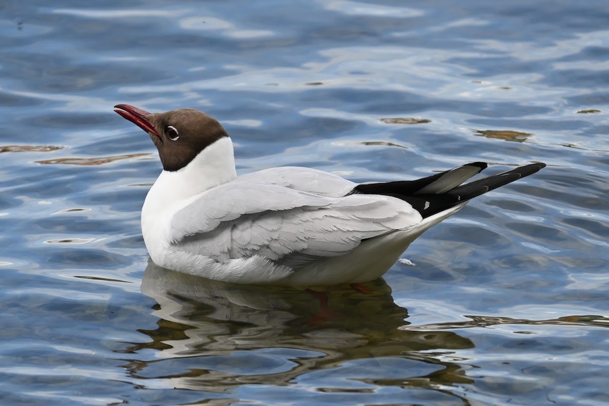 Black-headed Gull - ML621595977