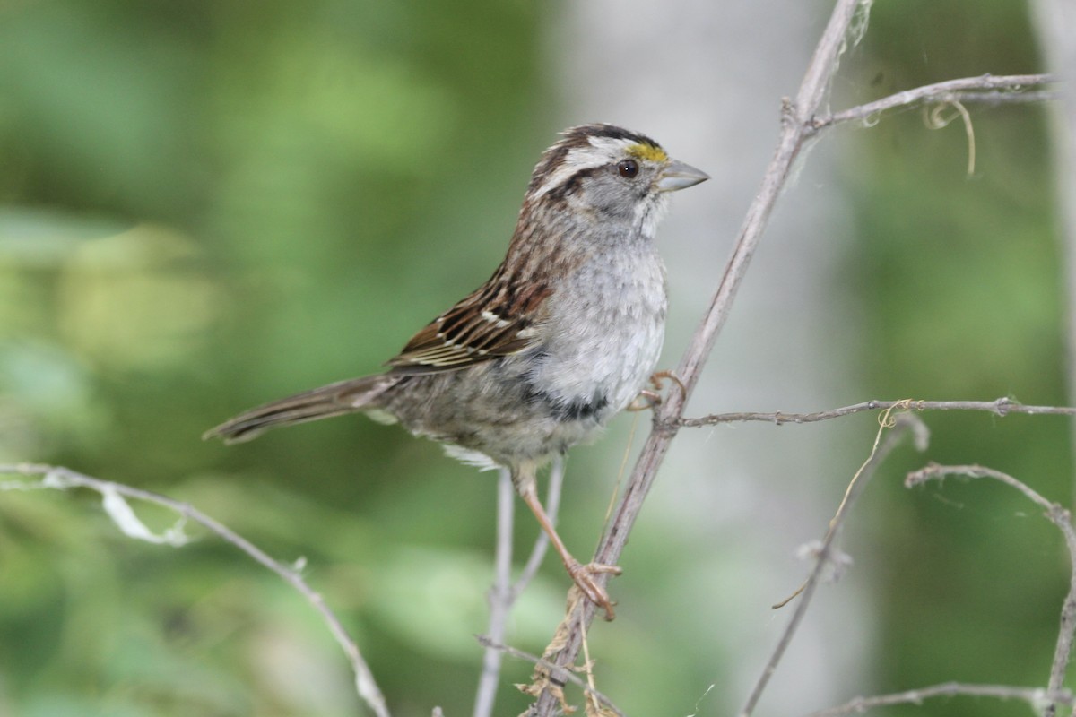 White-throated Sparrow - ML621595992