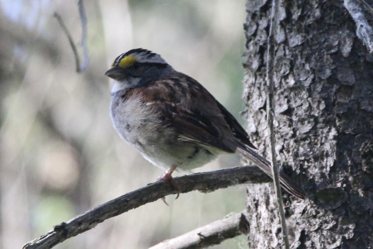 White-throated Sparrow - ML621595993
