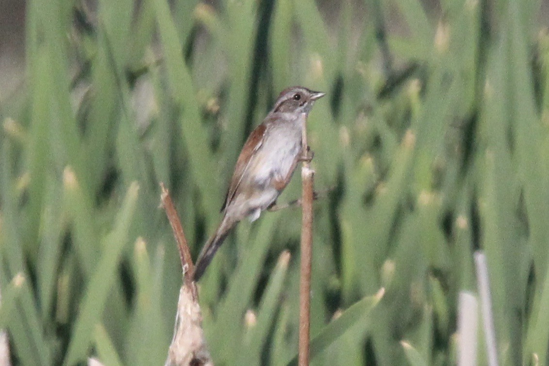 Swamp Sparrow - ML621596001