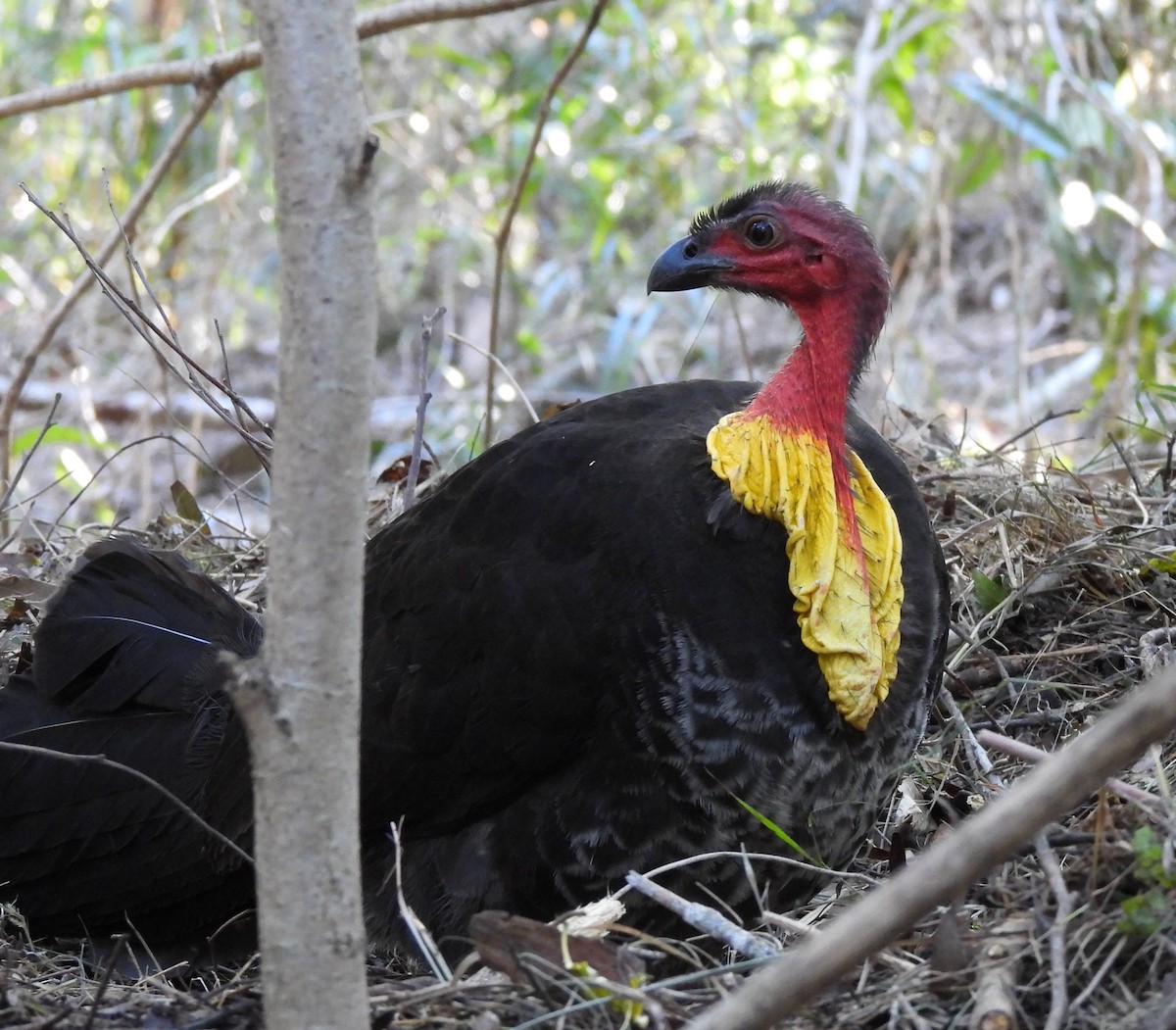 Australian Brushturkey - ML621596007