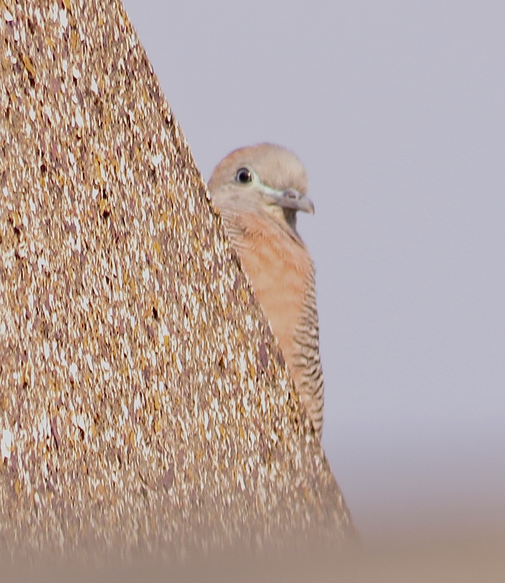 Zebra Dove - ML621596021