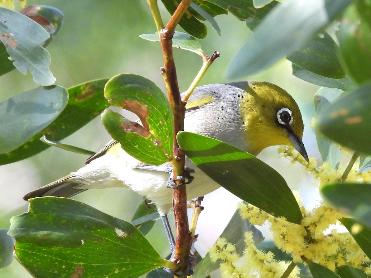 Silvereye - ML621596025