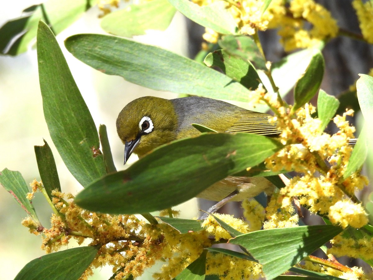 Silvereye - ML621596026