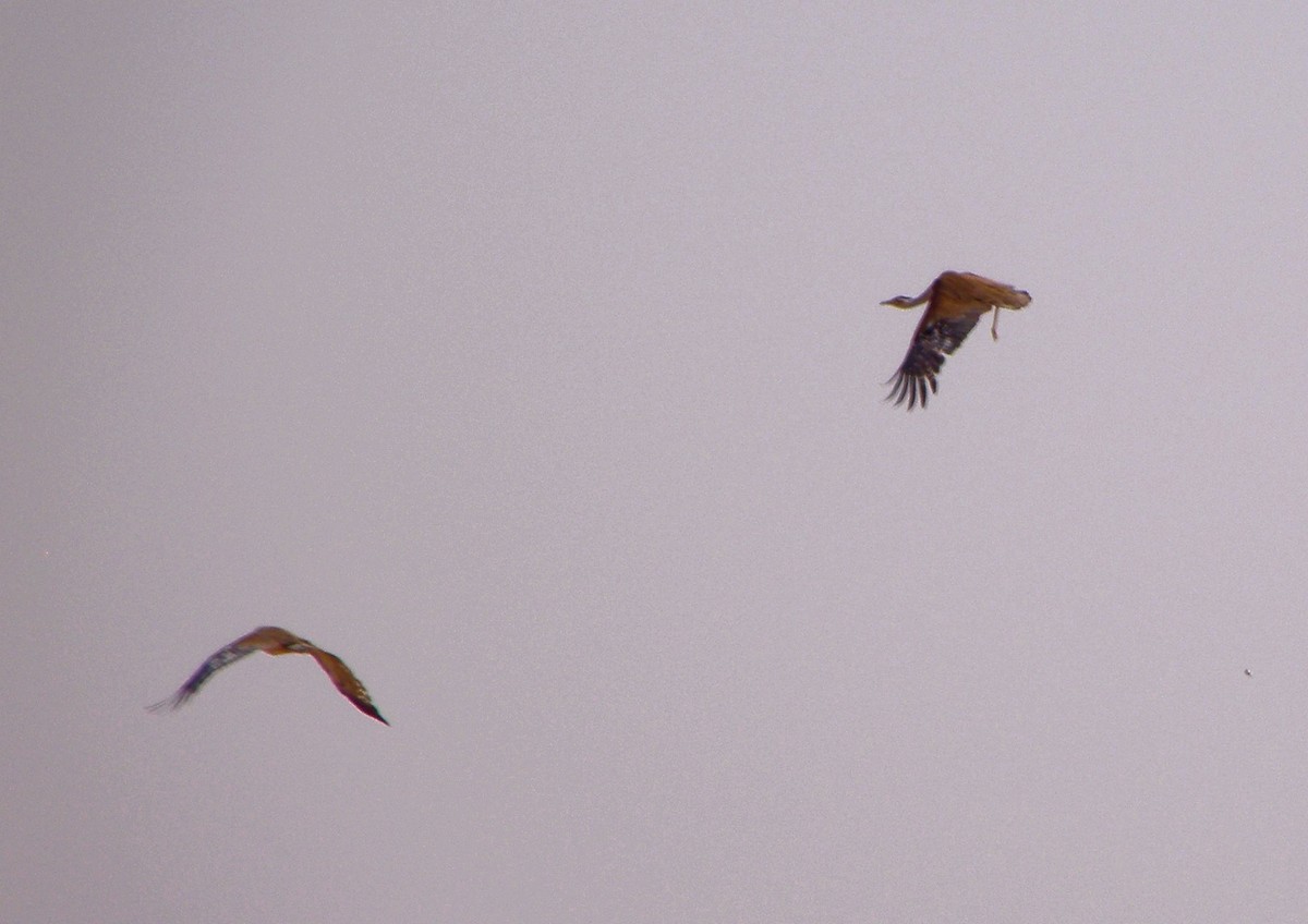 Great Indian Bustard - ML621596036