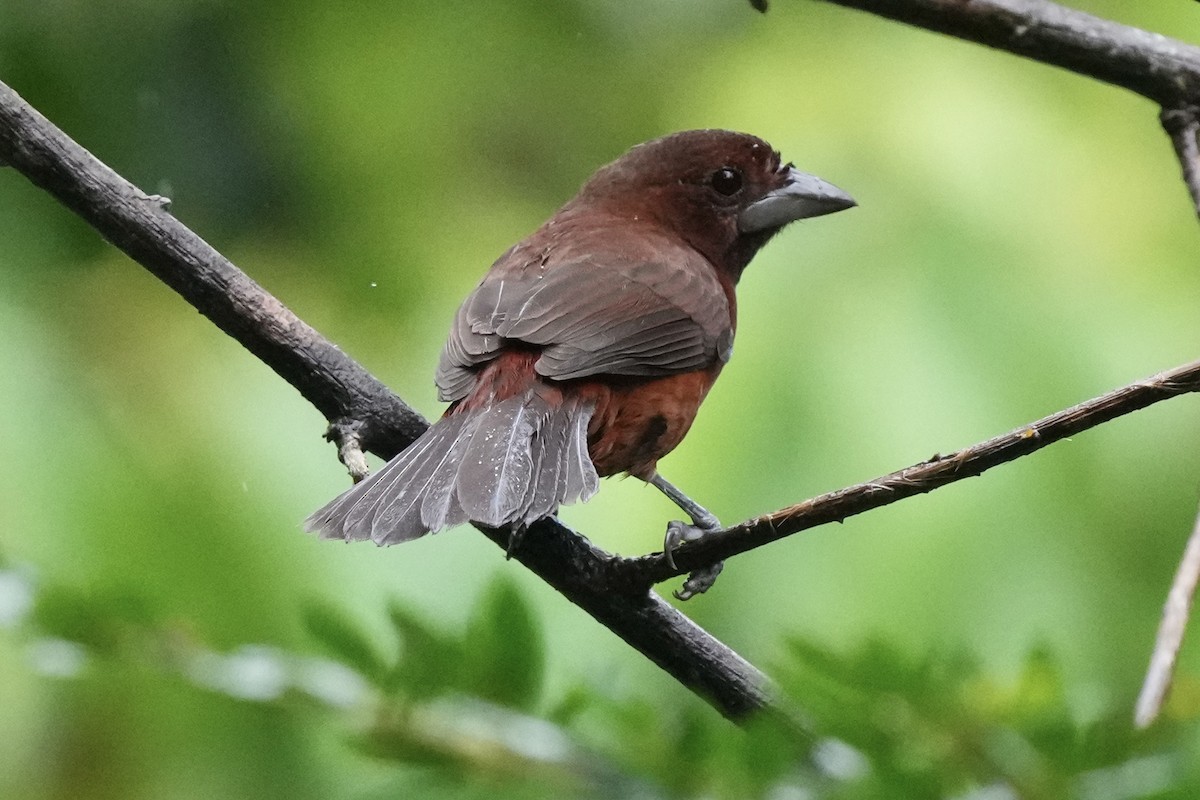 Silver-beaked Tanager - ML621596054