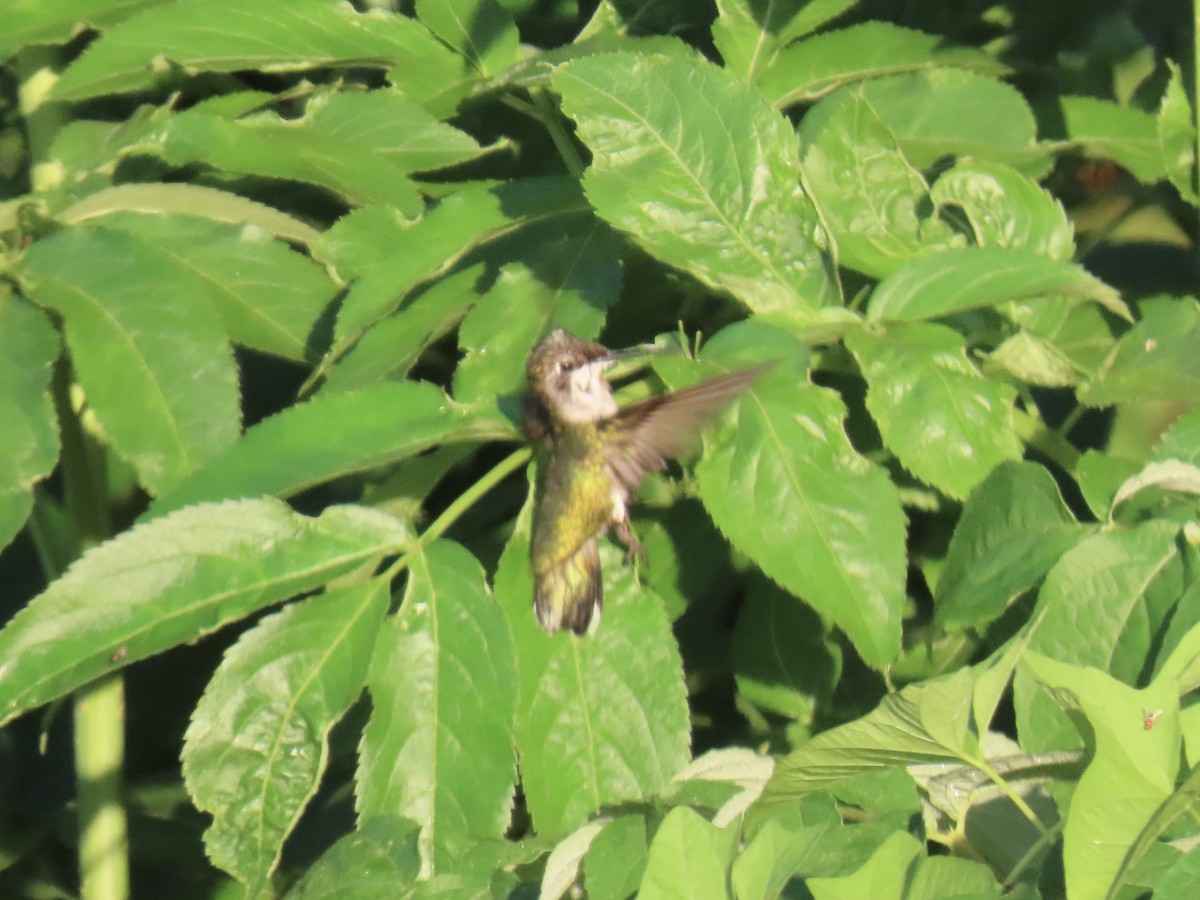 Ruby-throated Hummingbird - ML621596055