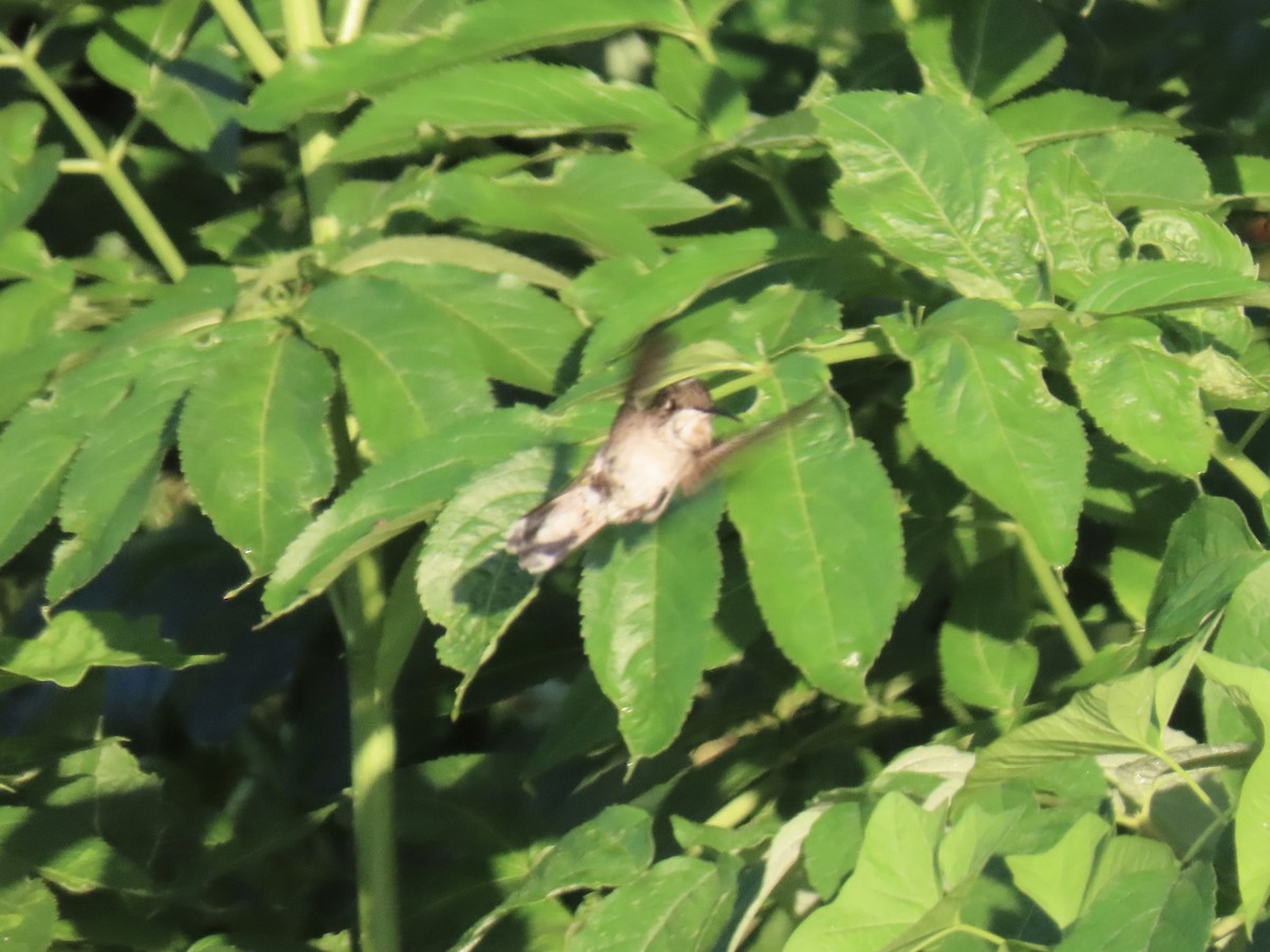 Ruby-throated Hummingbird - ML621596058