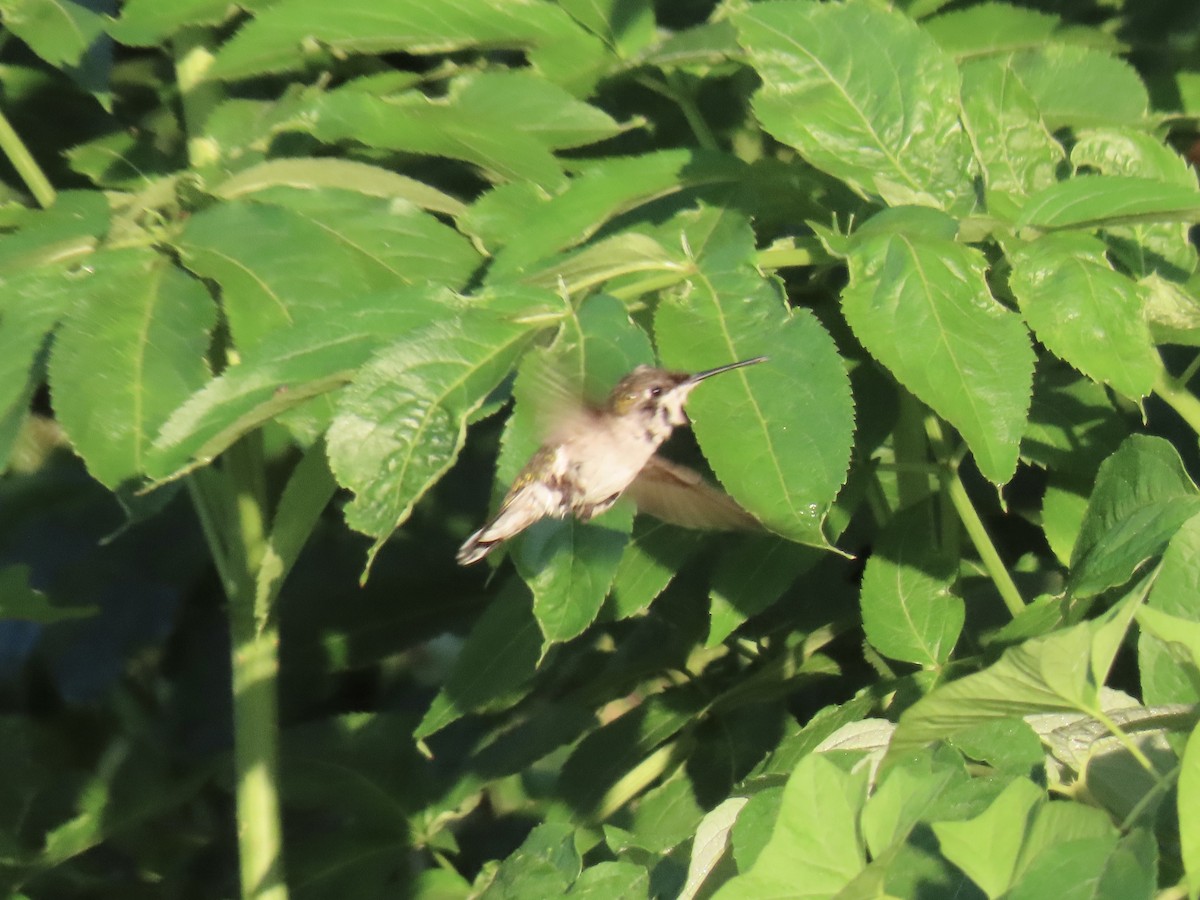 Ruby-throated Hummingbird - ML621596059