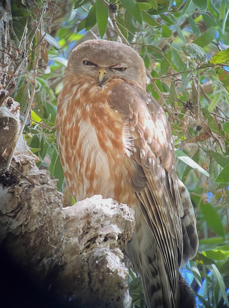 Barking Owl - ML621596087