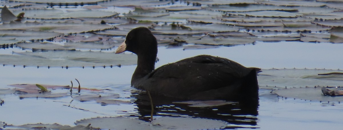 Eurasian Coot - ML621596100