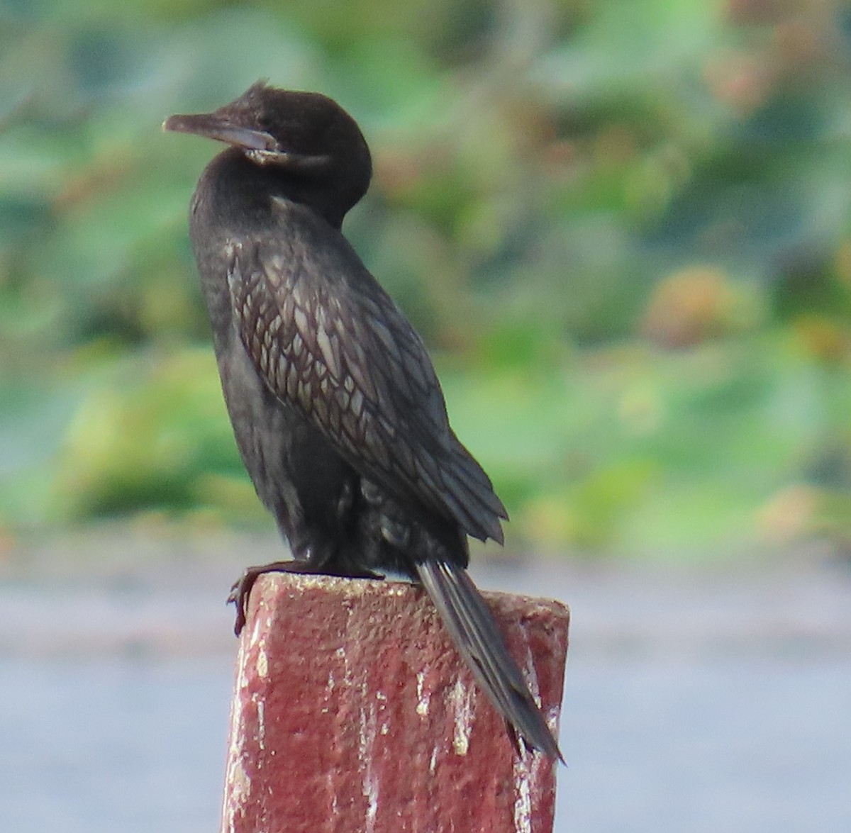 Little Cormorant - ML621596102