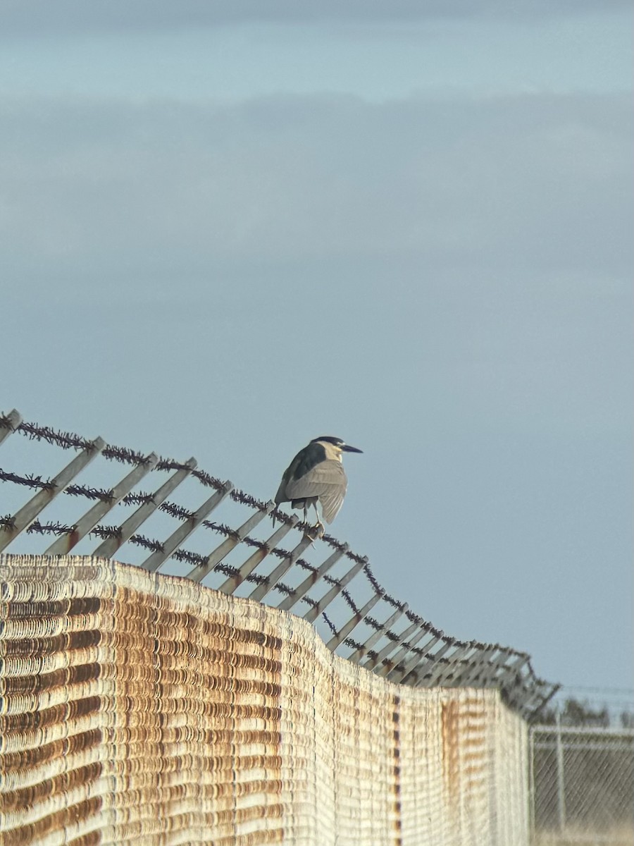 Black-crowned Night Heron - ML621596106